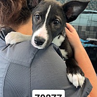 adopt a pet