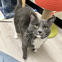 adopt a pet