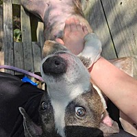 adopt a pet