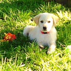 Thumbnail photo of Nala *Adopted #2