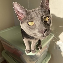 Photo of Mochi