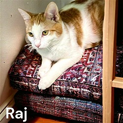 Thumbnail photo of RAJ #4