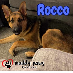 Photo of Rocco (Courtesy Post)