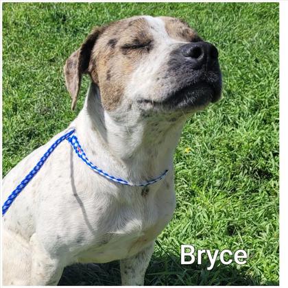 Photo of Bryce