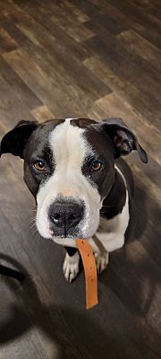 Knoxville, TN - American Pit Bull Terrier/Boxer. Meet Hailey a Pet for ...