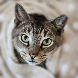 Photo of Tom the Tabby