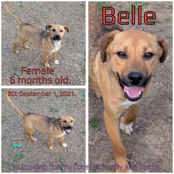 Thumbnail photo of Belle #3