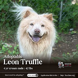 Thumbnail photo of Leon Truffle #1