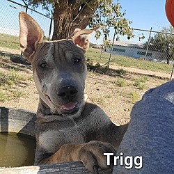 Thumbnail photo of Trigg #4