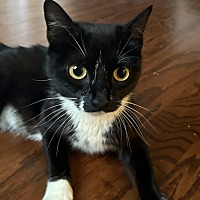 adopt a pet