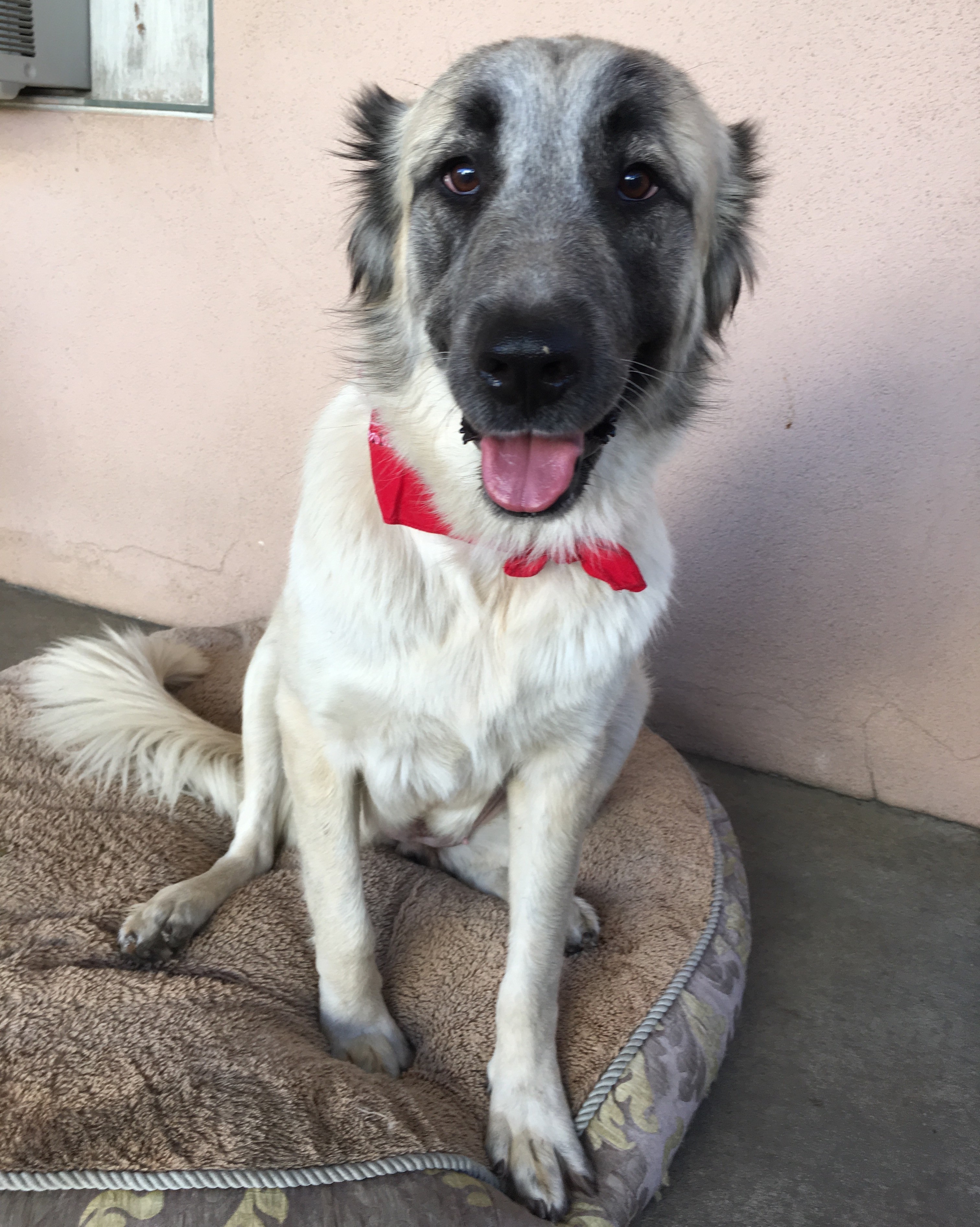 Armenian gampr: photos, breed description, character, content features and owner reviews 1 Armenian gampr: photos, breed description, character, content features and owner reviews 31