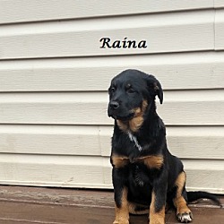 Thumbnail photo of Raina #3