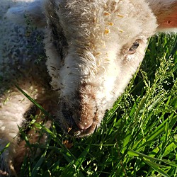 Thumbnail photo of Little Lamb #3