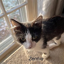 Thumbnail photo of Zennie #2