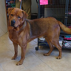 Photo of Hoss