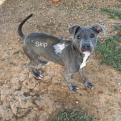 Photo of Skip