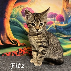 Thumbnail photo of FITZ #2