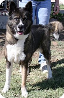 Gilbert, AZ - Husky. Meet Pepsi a Pet for Adoption.