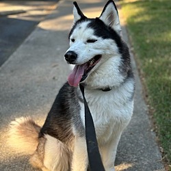 Photo of Koda