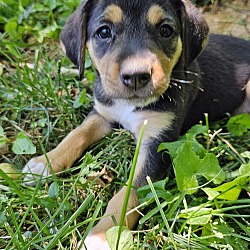 Thumbnail photo of Sprite (puppy) #2