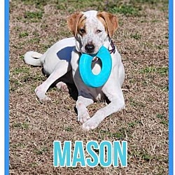 Thumbnail photo of Mason #4