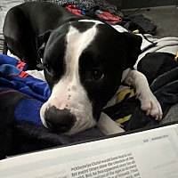 adopt a pet