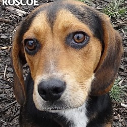 Thumbnail photo of ROSCOE--BEAGLE MIX #1