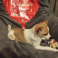 Photo of Chihuahua