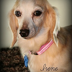 Thumbnail photo of Irene-pending adoption #1