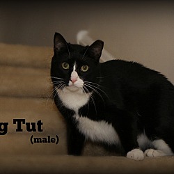 Thumbnail photo of King Tut #3
