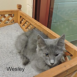 Thumbnail photo of Wesley #4