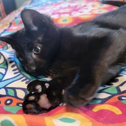 Thumbnail photo of Spider Pig - Polydactyl #3