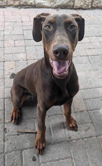 Adopt Hogan a Brown/Chocolate Doberman Pinscher / Mixed dog in Mesquite ...