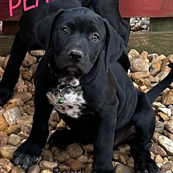 Photo of Pearl  (P Litter 2024)