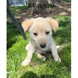 Photo of Peanut