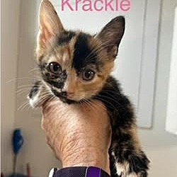 Photo of Krackle