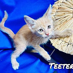 Thumbnail photo of Teeter #2