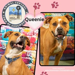 Thumbnail photo of Queenie #1