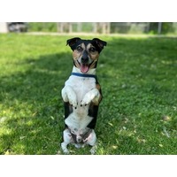 adopt-pet