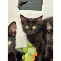 adopt-pet