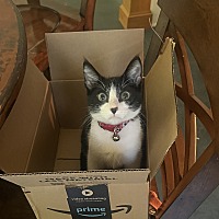 adopt a pet