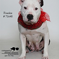 Thumbnail photo of Frankie  (Foster Care) #4