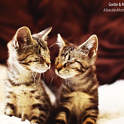 Thumbnail photo of Gordie & Millie-blind siblings #1