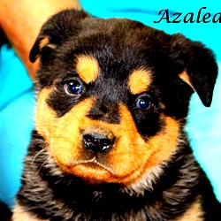 Thumbnail photo of Azalea~adopted! #1