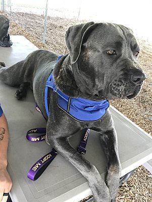 cane corso of troy