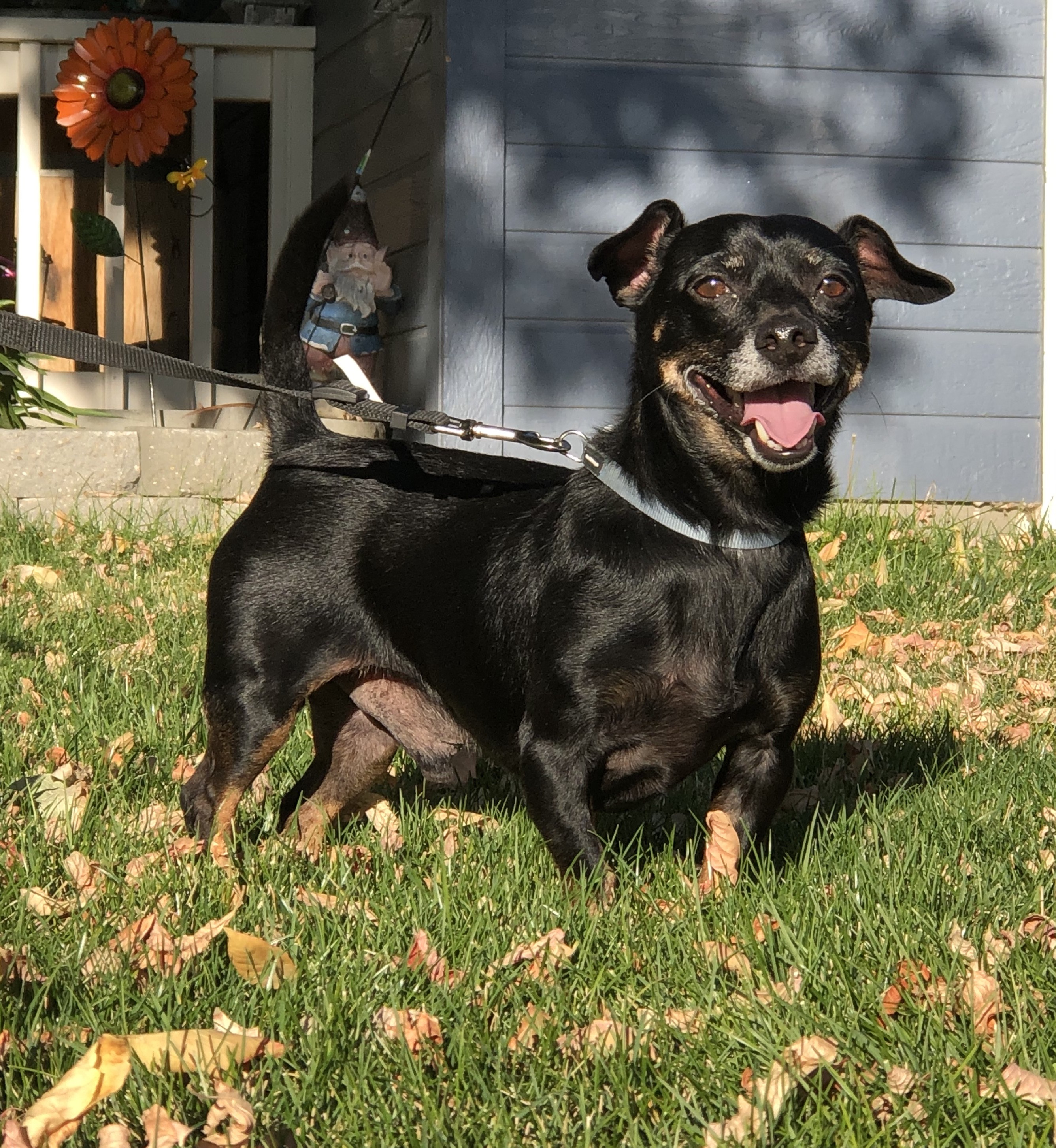 Adopt Spunky a Black Dachshund / Mixed dog in Boise, ID