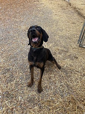 Benton, KY - Treeing Walker Coonhound/Plott Hound. Meet Albuquerque a