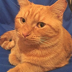 Photo of Pumpkin