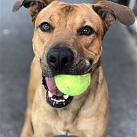 adopt a pet