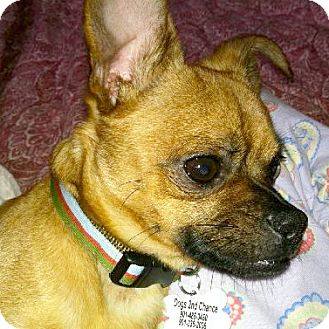 brussels griffon and chihuahua mix